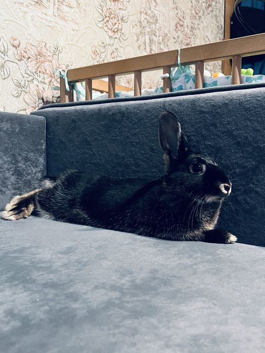 Продам кролика вместе с клеткой