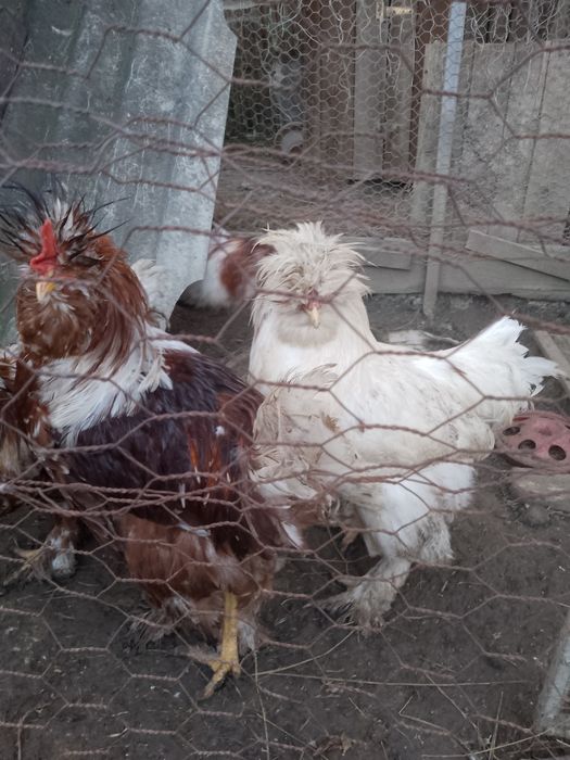 Oferta!Cocoși strumsky moțate bărboase!!!