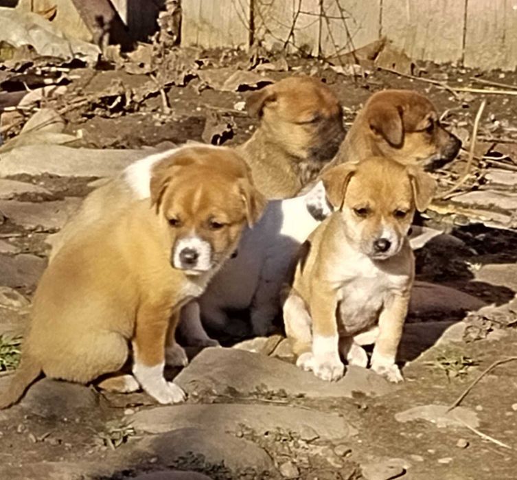 Dau spre adoptie catei talie mica