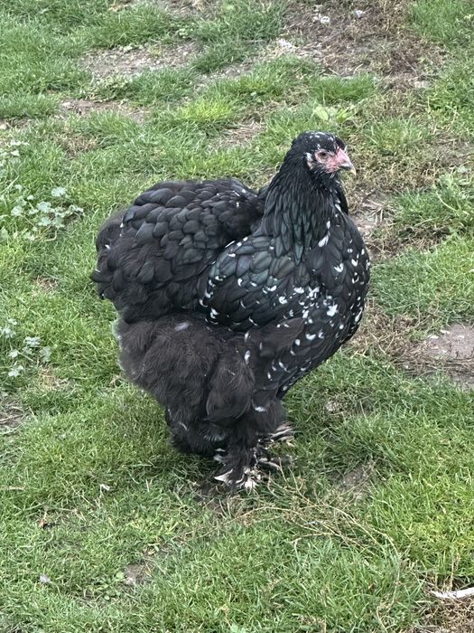 Vand gaini cochinchina urias