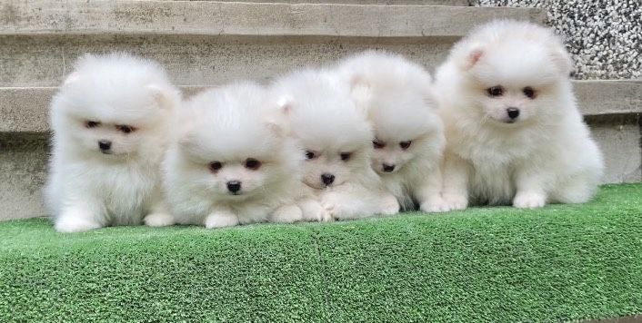 Померан померани мини