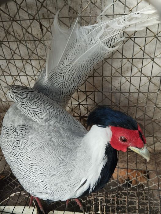 Свободни - фазани