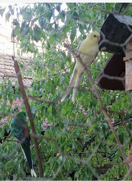 Vând papagali cântători