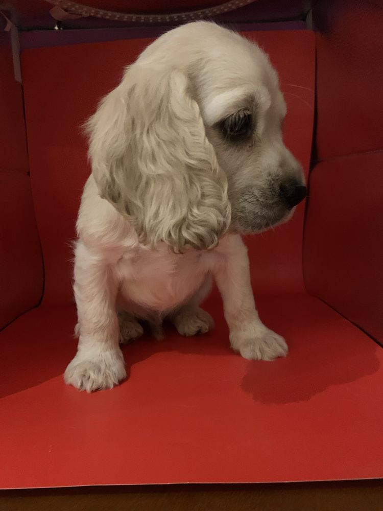 Cocker spaniel fetitǎ