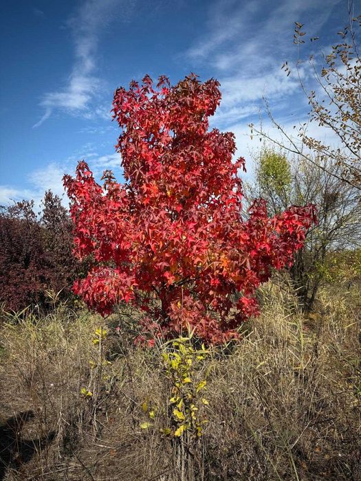 Plante ornamentale pentru grădina ta – transport inclus