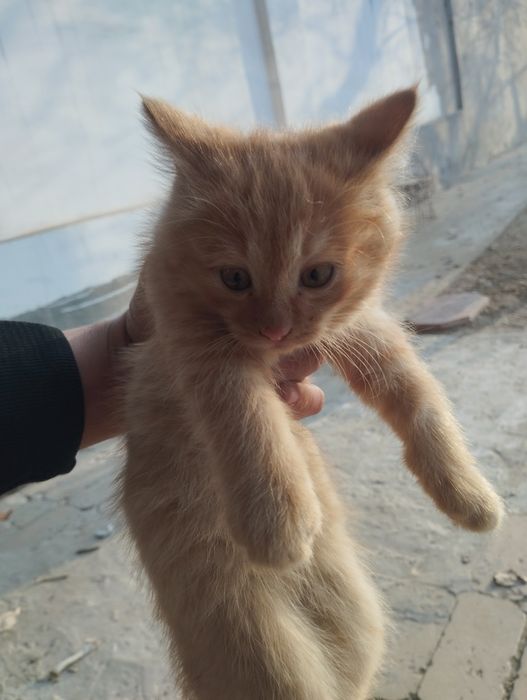 2 ta mushuk bor besplatna