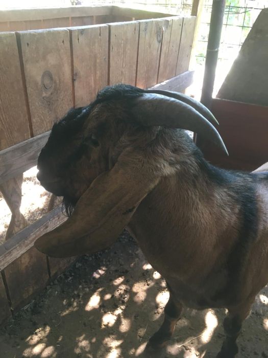 Продается Козёл