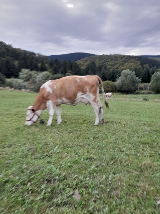 Vaci cu lapte disponibile
