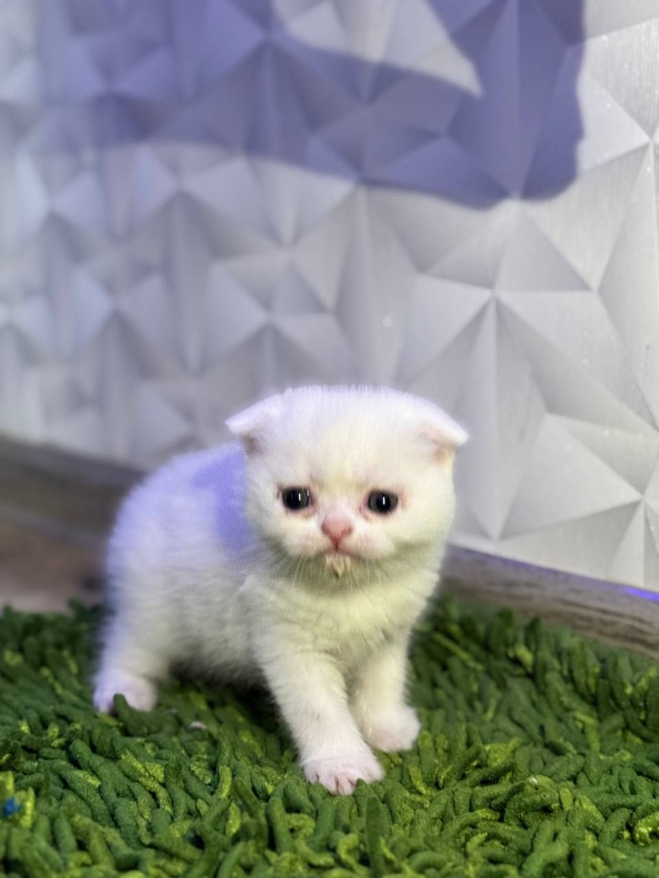 Скоттиш фолд чистопородные