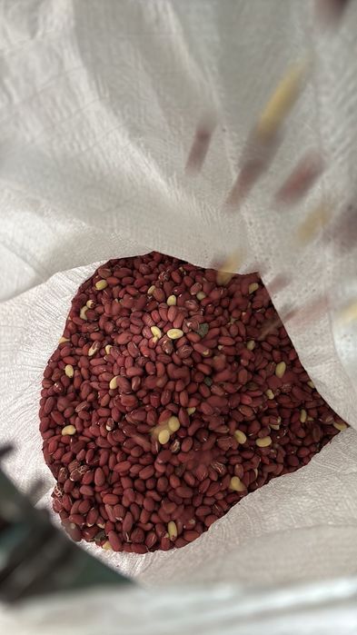 Фъстъци ядка 10 тона