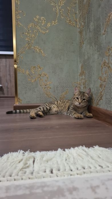 Мехрибон колларга