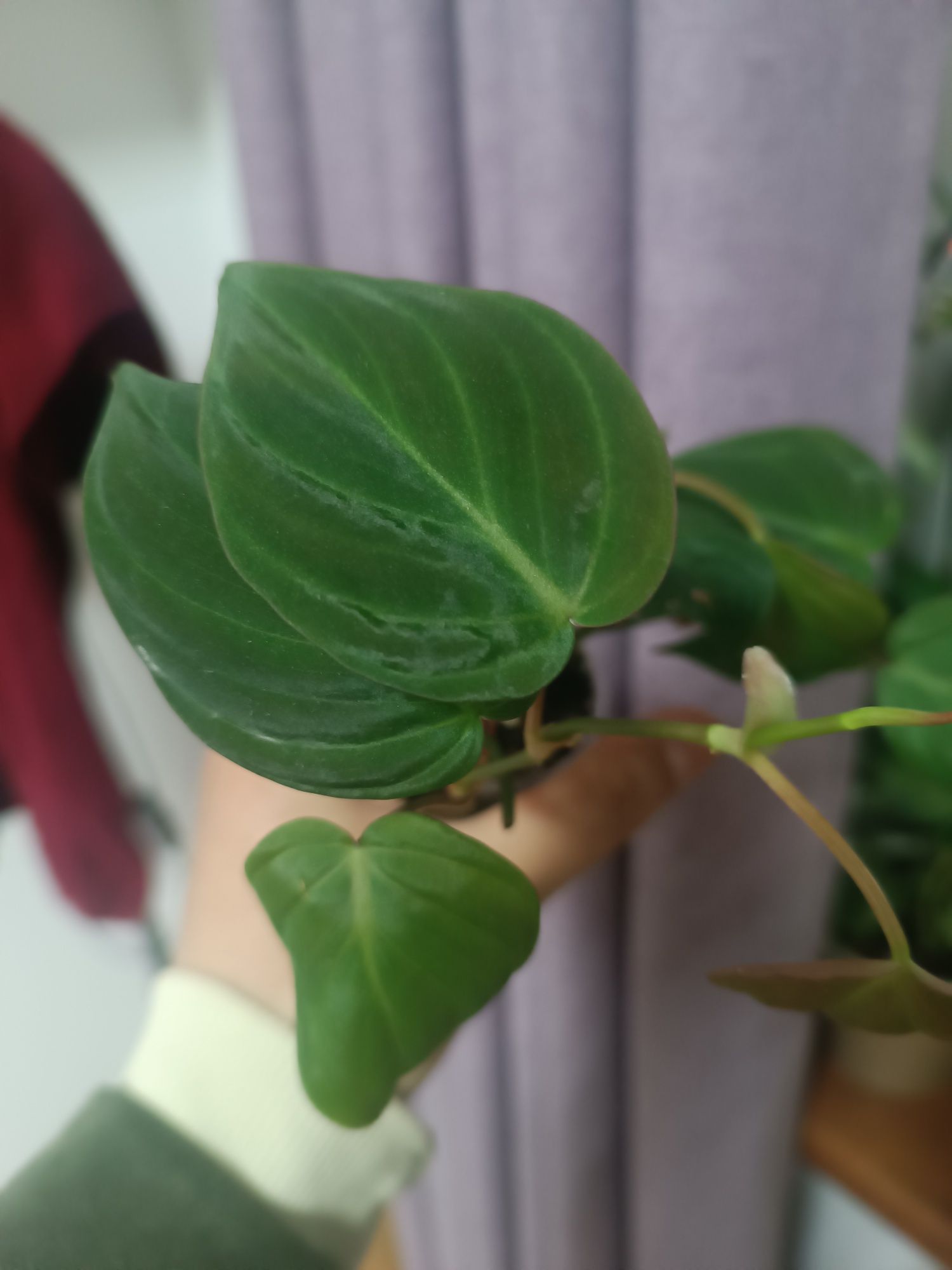 Обменяю растения на другие комнатные растения