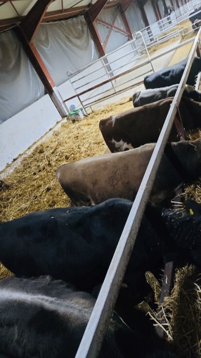 Vand Taurasi/tauri Angus si baltati