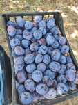 Prune centenar de masă