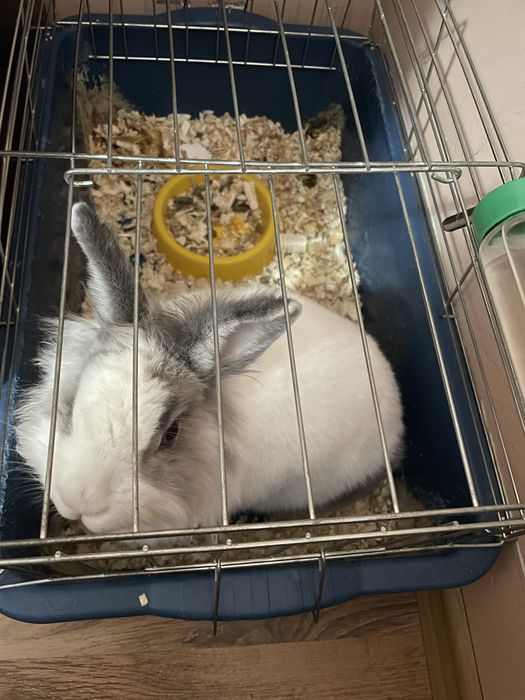 Подарявам Женско Зайче На Развъдници За Разплод