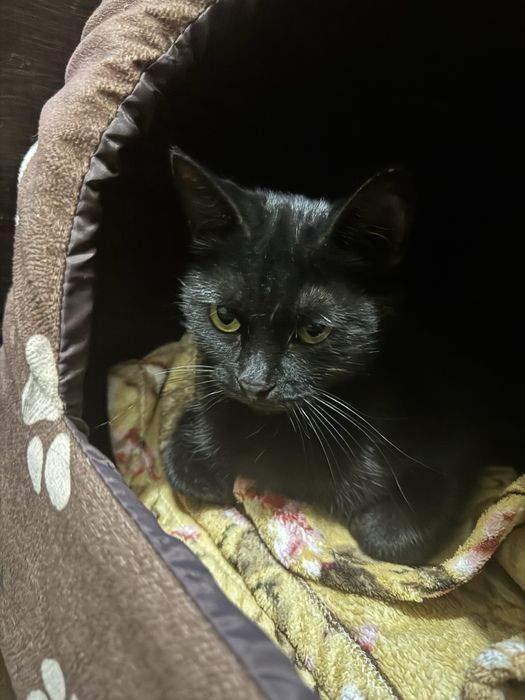 Котёнок девочка 4 месяца