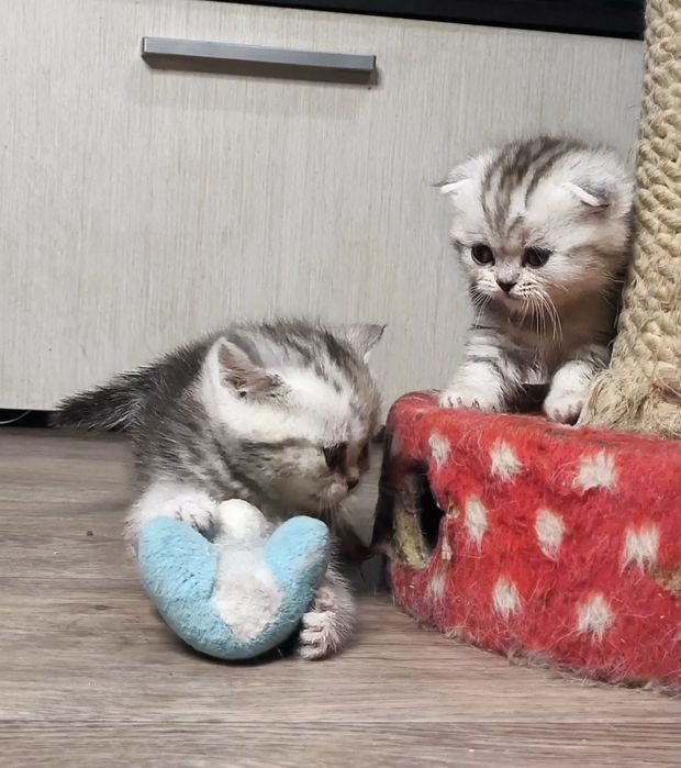 Роскошные плюшевые шотландские и британчкие котята