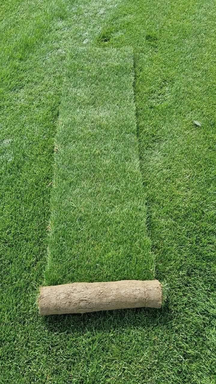 Gazon rulou plante ornamentale