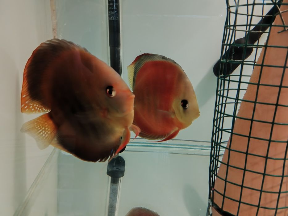 Дискуси-малки риби.