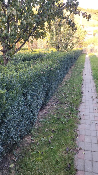 Buxus gard viu.       .