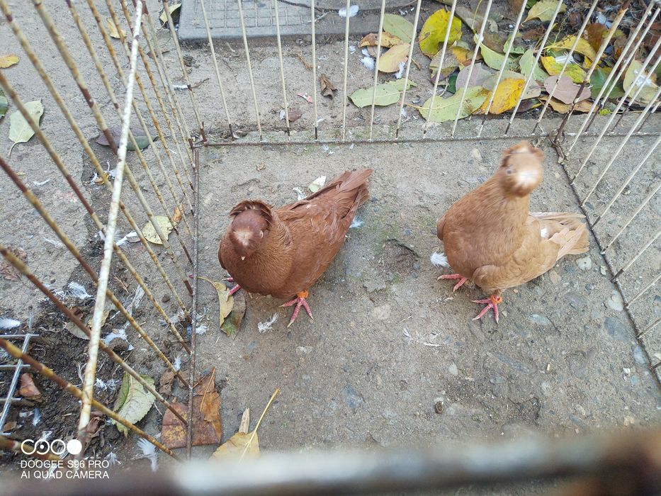 Porumbei de ornament