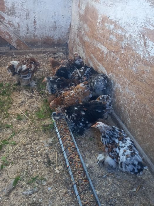 Vând găini Cochinchina Pitic