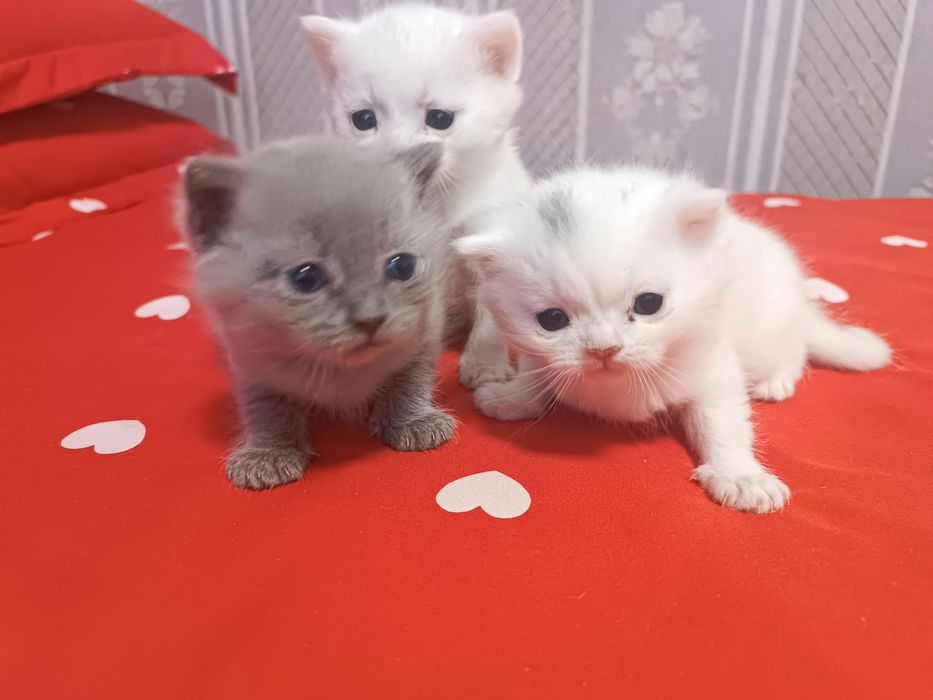 Продается котята скотч фолд