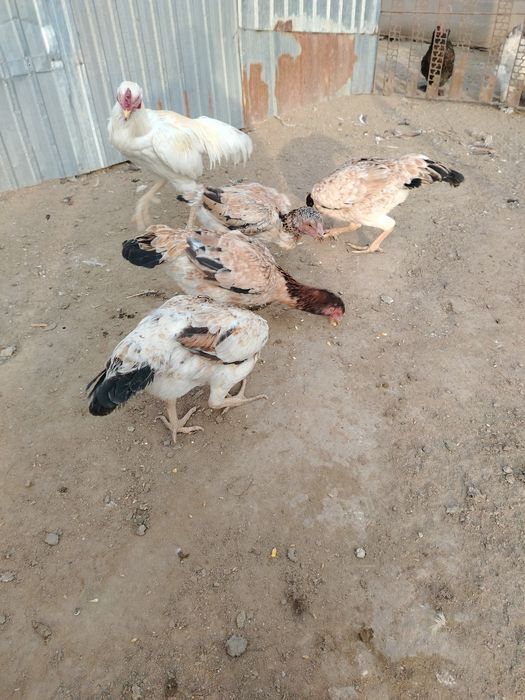 Даканихи хороших кровей