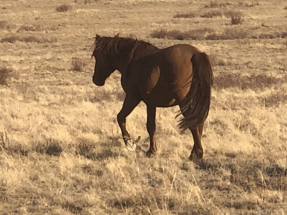 Айғырлыққа құнандар сатылады