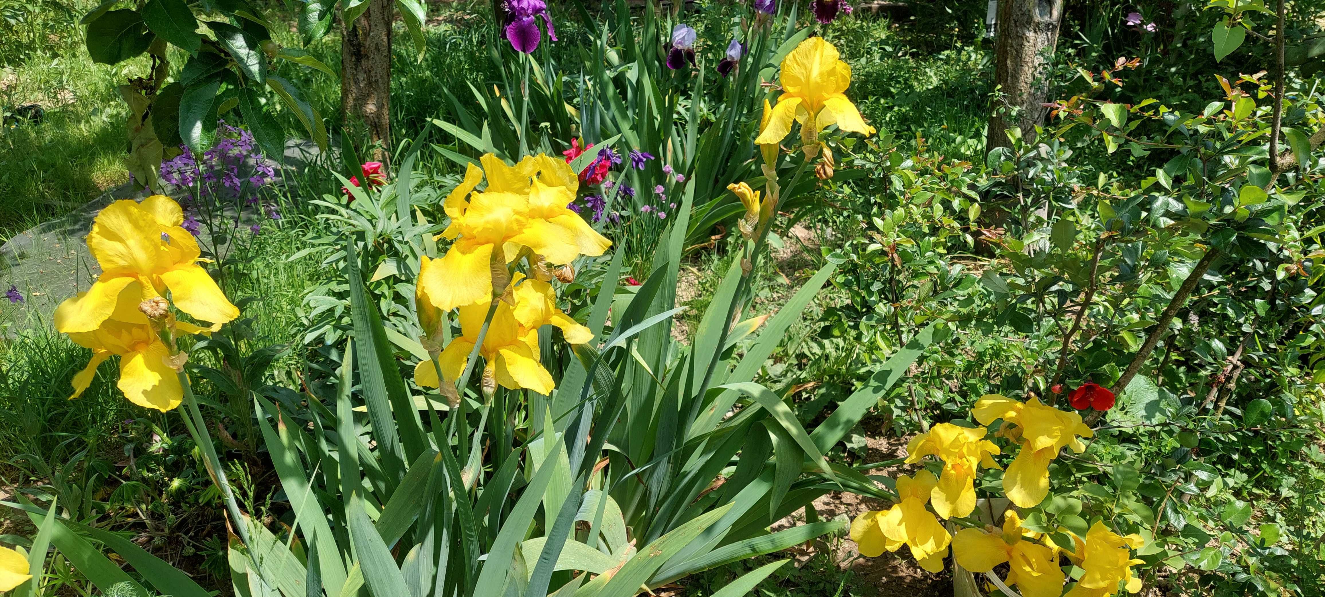 Iris culoare galben deosebit