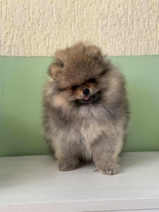 Померан момиче с родословие FCI