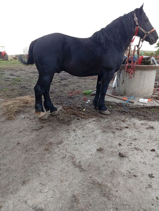 De vânzare armăsar