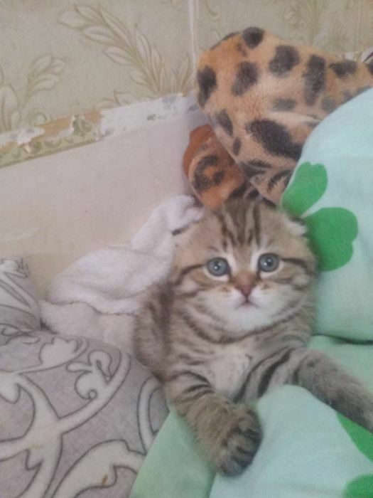 Шотландские котята