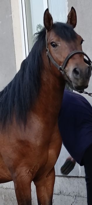 Сотамаааааааан тозззаааа корабайр зотдан