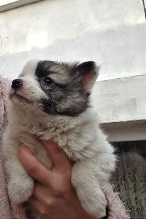 Кученца Немски шпиц!