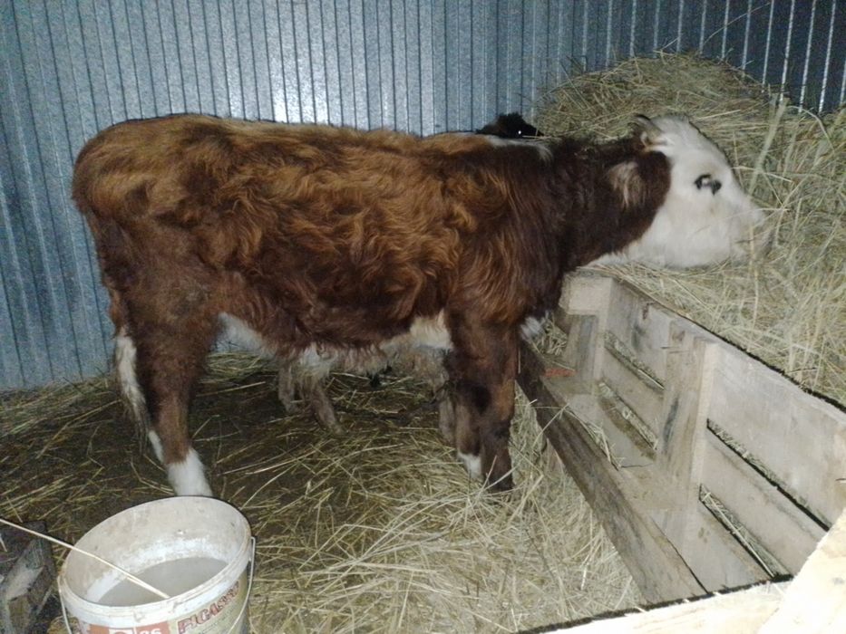 Продам срочно срочно