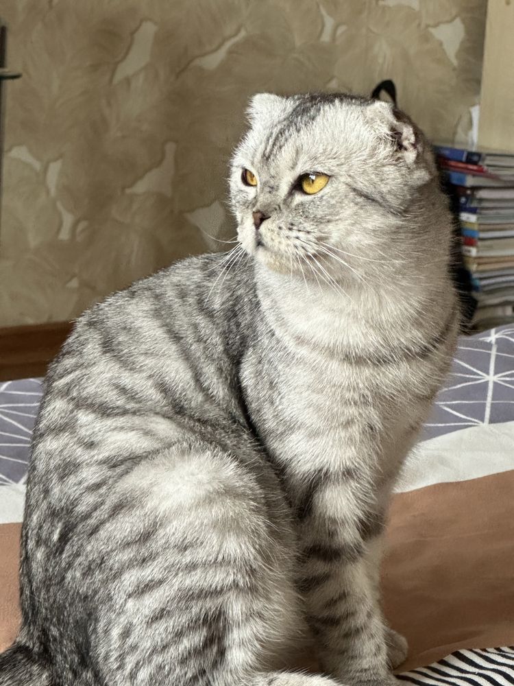 Отдам шотландскую вислоухую в добрые руки