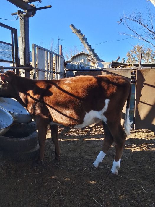 Бычок 10 месяцев