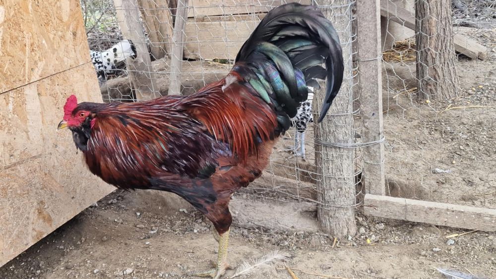 Araucana,ameraucana