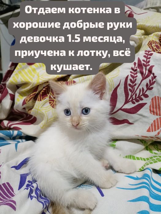 Котёнок девочка 1.5 месяца