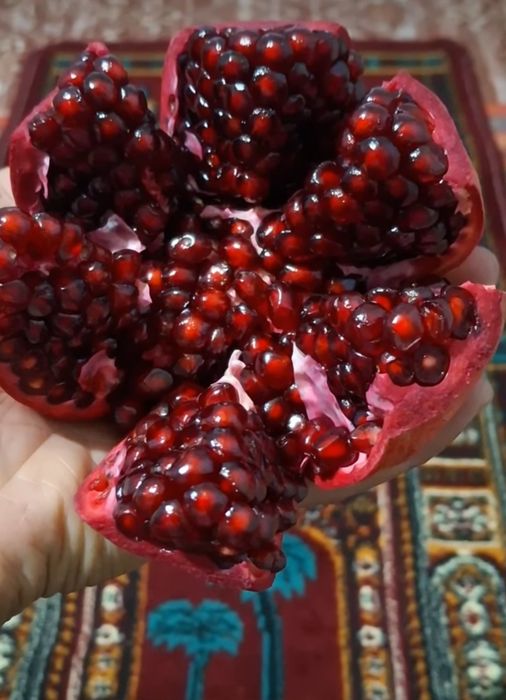 Anor ko'chatlari [Саженец граната]