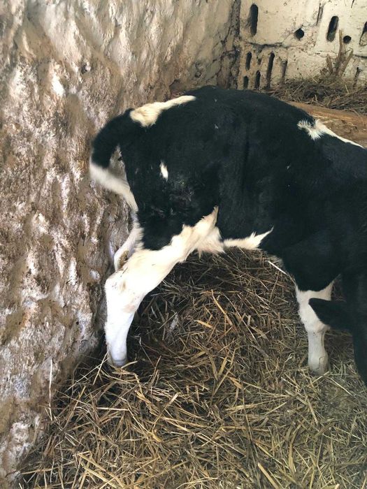 vand tauras negru de 3 saptamani 1250 lei