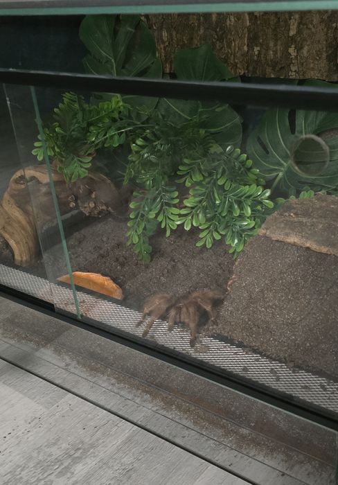 Vând tarantula nhndu tripepii + terariu