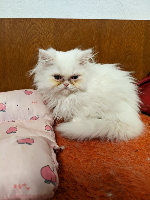 Продавам чистокръвни персийски котенца