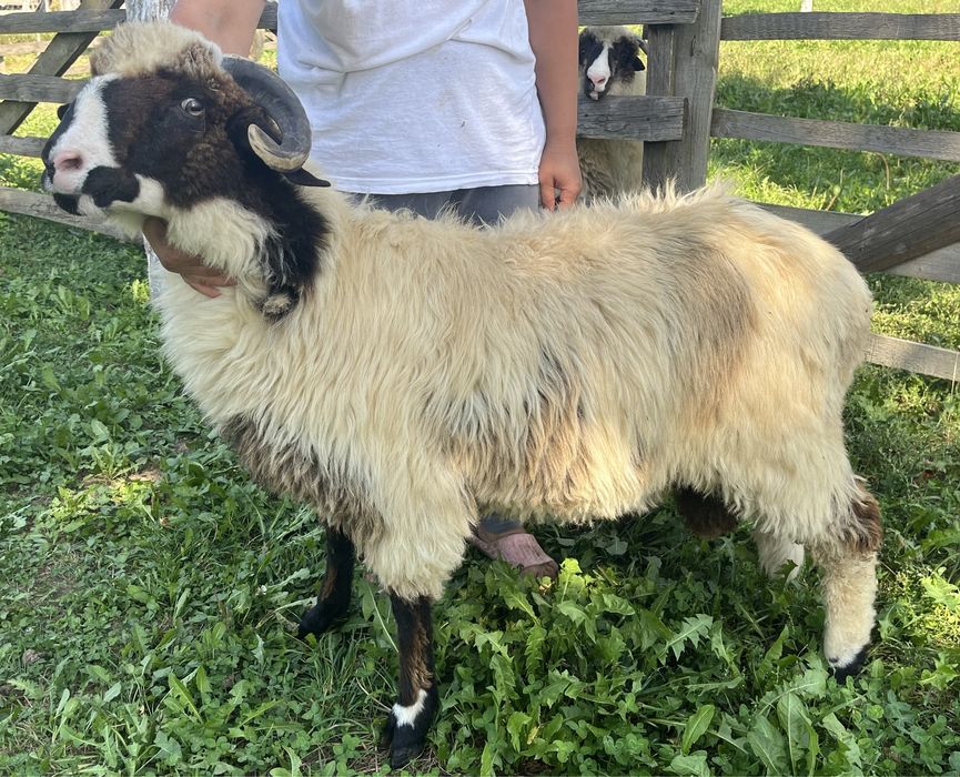 Berbecuț brez de vanzare