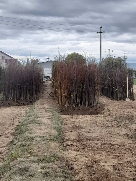 Producator vând pomi fructiferi