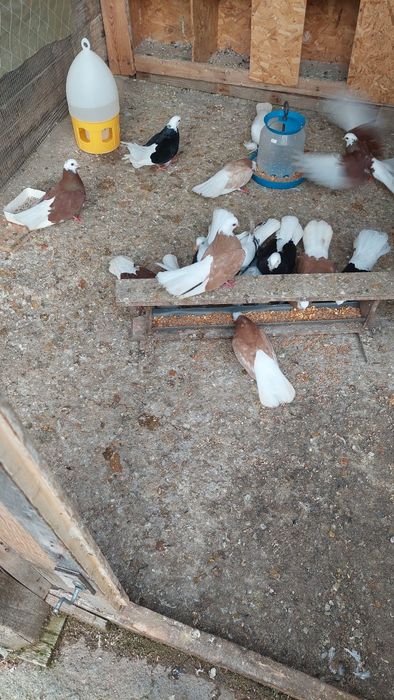 Продавам белослатински белоглави гълъби