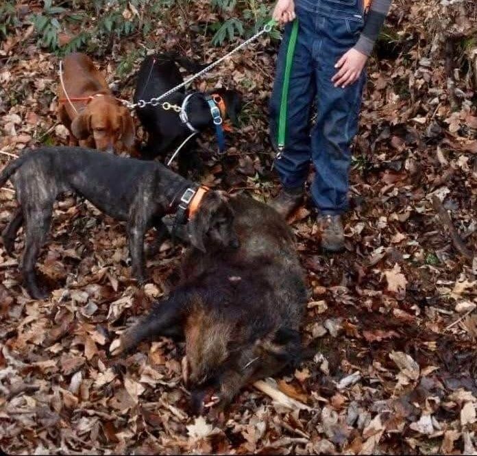 Vânatoare ardelenesc plott hound