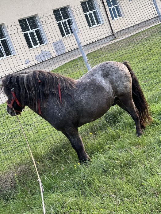Vand ponei armasara
