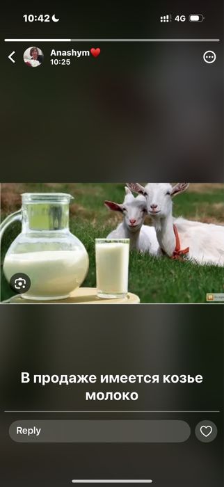 продам козье молоко